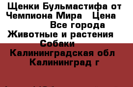 Щенки Бульмастифа от Чемпиона Мира › Цена ­ 1 000 - Все города Животные и растения » Собаки   . Калининградская обл.,Калининград г.